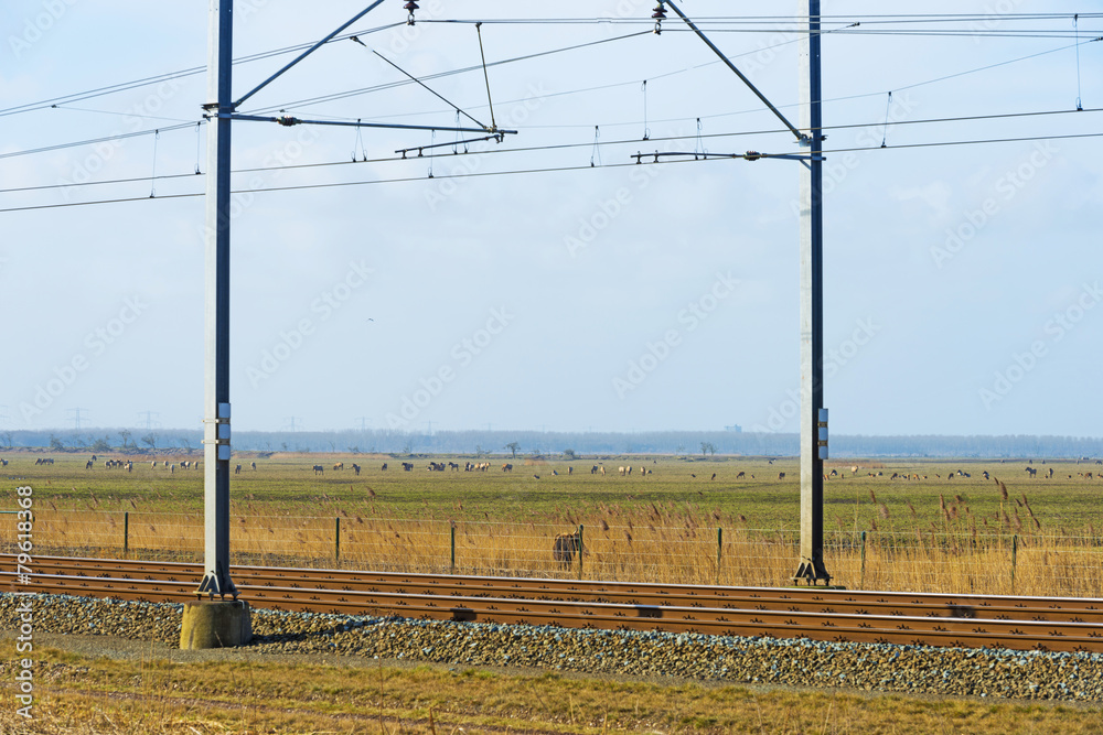 Herd of large herbivores along a railroad