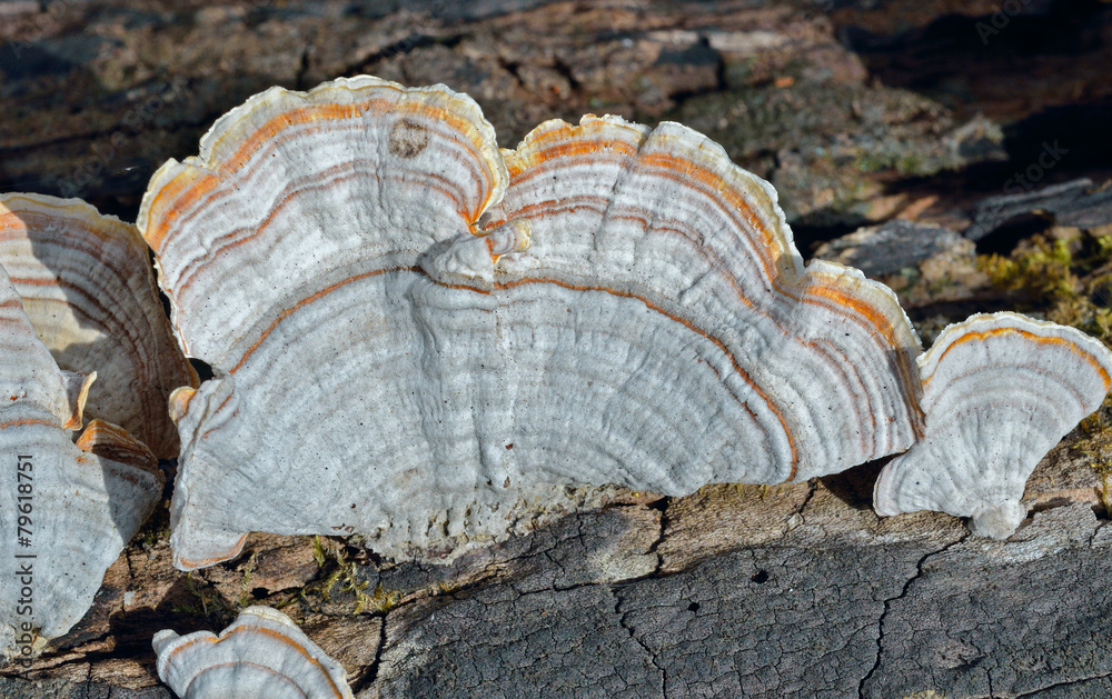 Mushrooms (bracket-fungus) 7 Mushrooms (bracket-fungus) 7