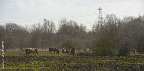 Herd of konik horses in a field