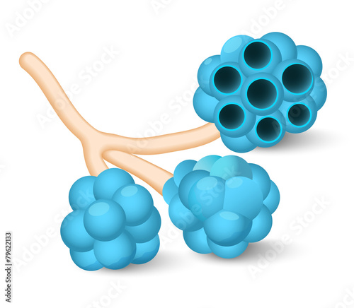 alveoli