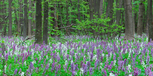 Spring in the forest