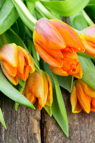 orange tulips on wooden surface