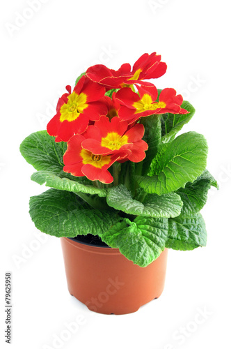 red primula on isolated white background