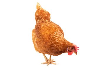 close up chicken hen eating something isolated white background