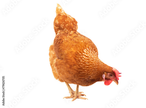 close up chicken hen eating something isolated white background