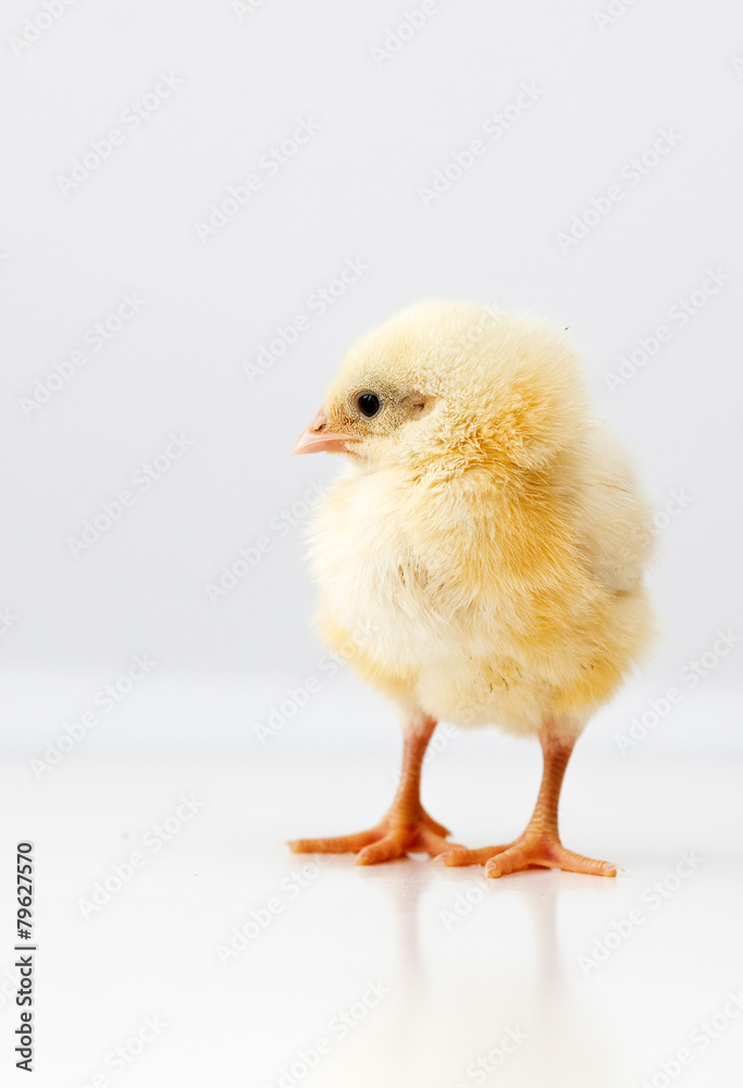 Cute chicken Cute chicken