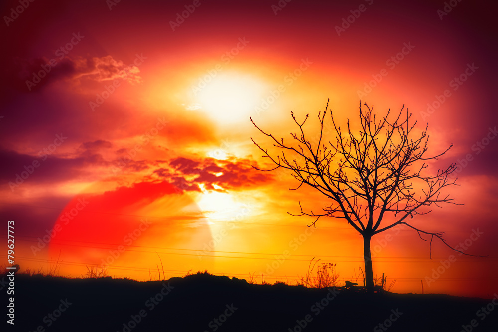 Tree Sunset