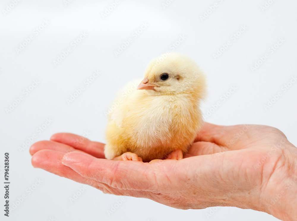 Obraz premium Baby chicken in hand