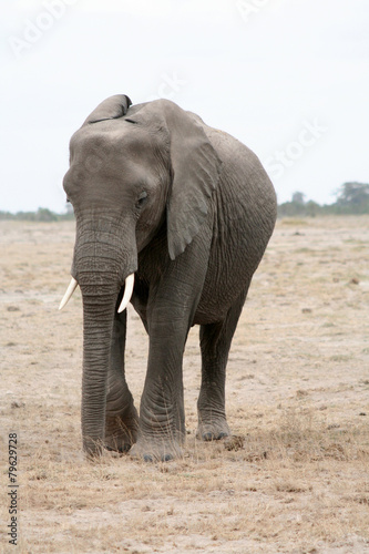 Eléphant d'Afrique © Loulou & Lily