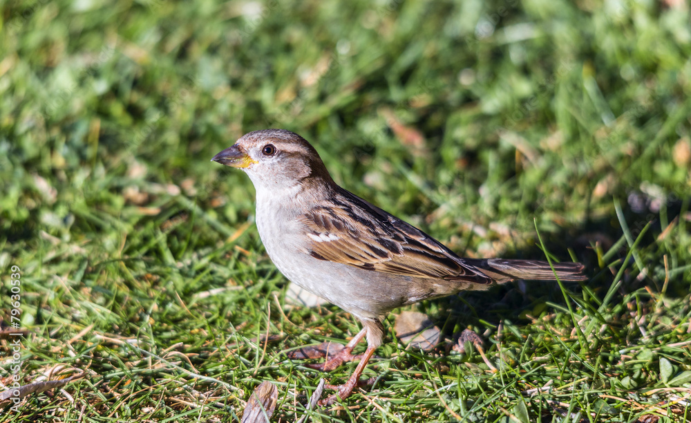 Sparrow female. Sparrow female.