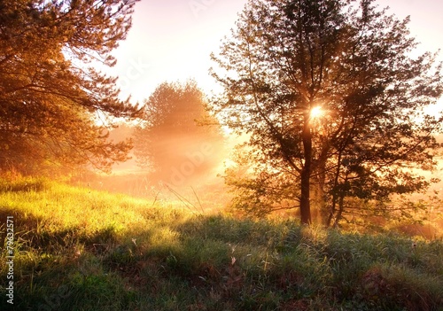 Sunrise in foggy forest