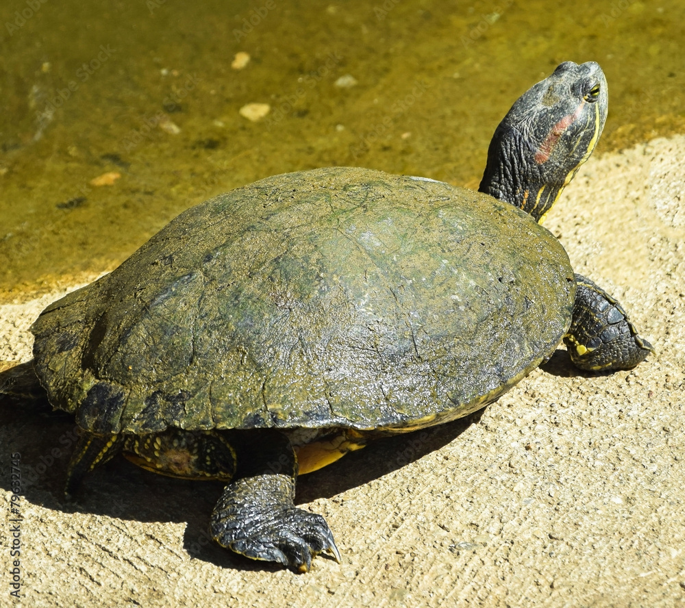 Obraz premium Turtle at the pond