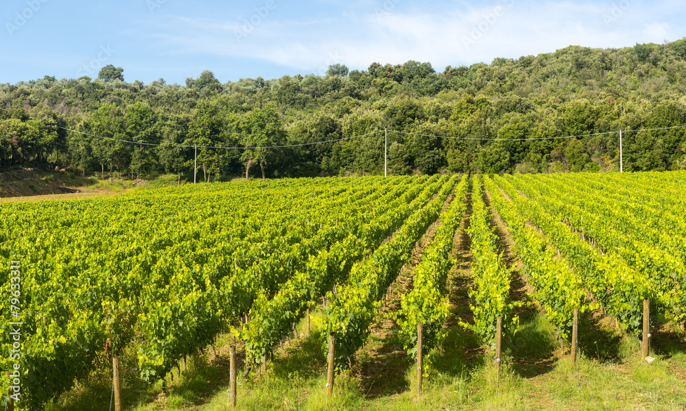 Naklejka premium Montalcino (Tuscany, Italy)