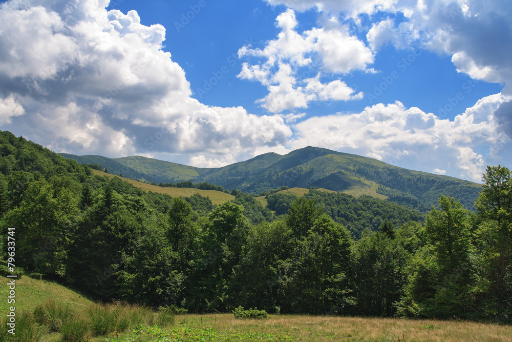 Naklejka premium Beech forest on the slopes of the Carpathians