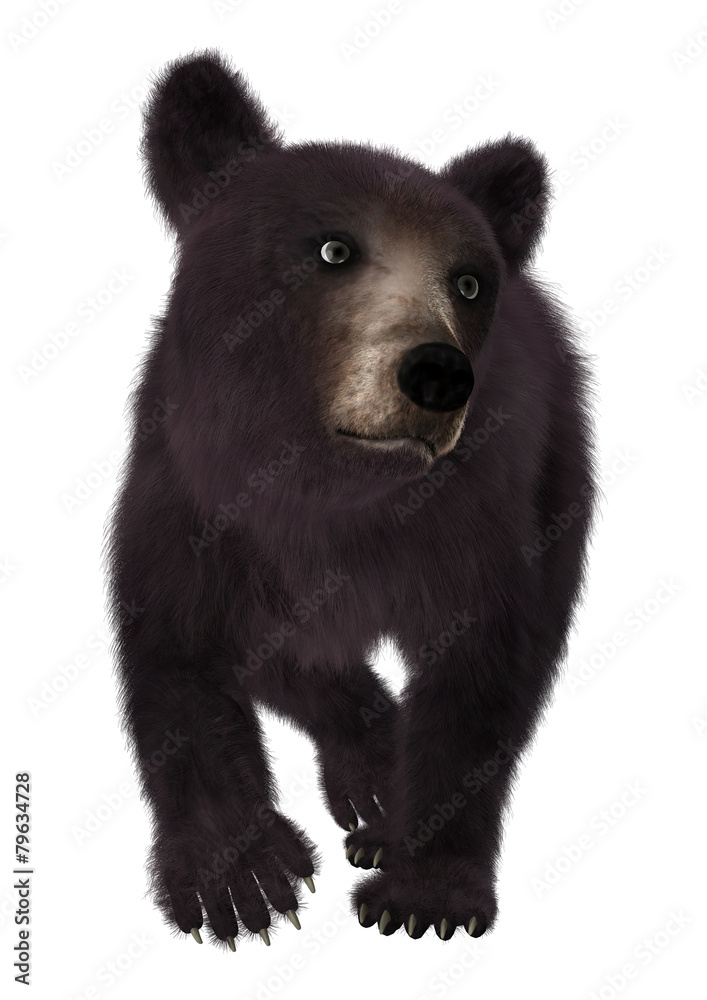 Fototapeta premium Little Black Bear