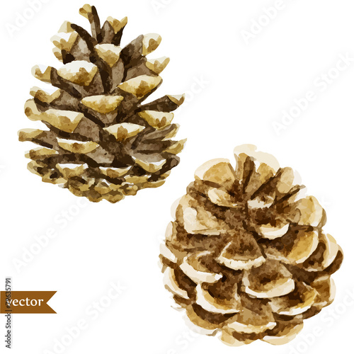 pine cone