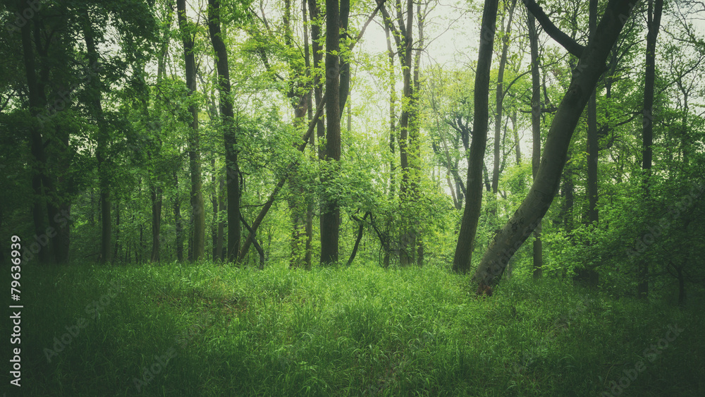 Naklejka premium Momente im Wald