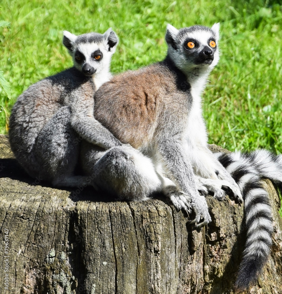 Obraz premium Ring tailed lemur couple