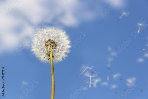 dandelion flying pollen