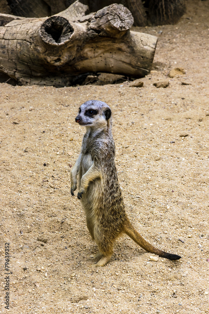 Fototapeta premium Meerkat standing