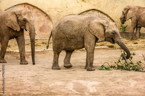 African elephants feeding  Lisbon zoo