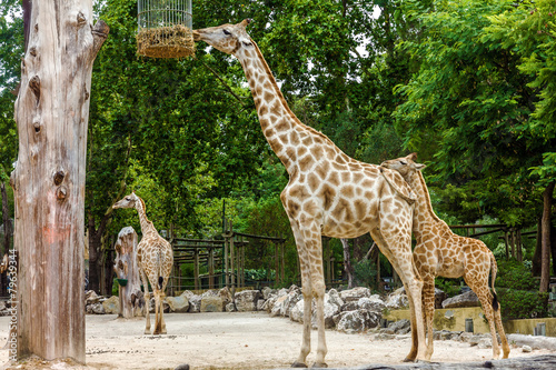 Giraffe feeding in garden, Lisbon zoo