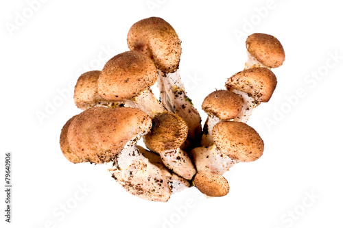Honey fungus, or Armillaria or оpenky