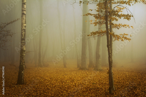 Calm mist intot he forest photo