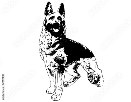 German shepherd. Vector illustration