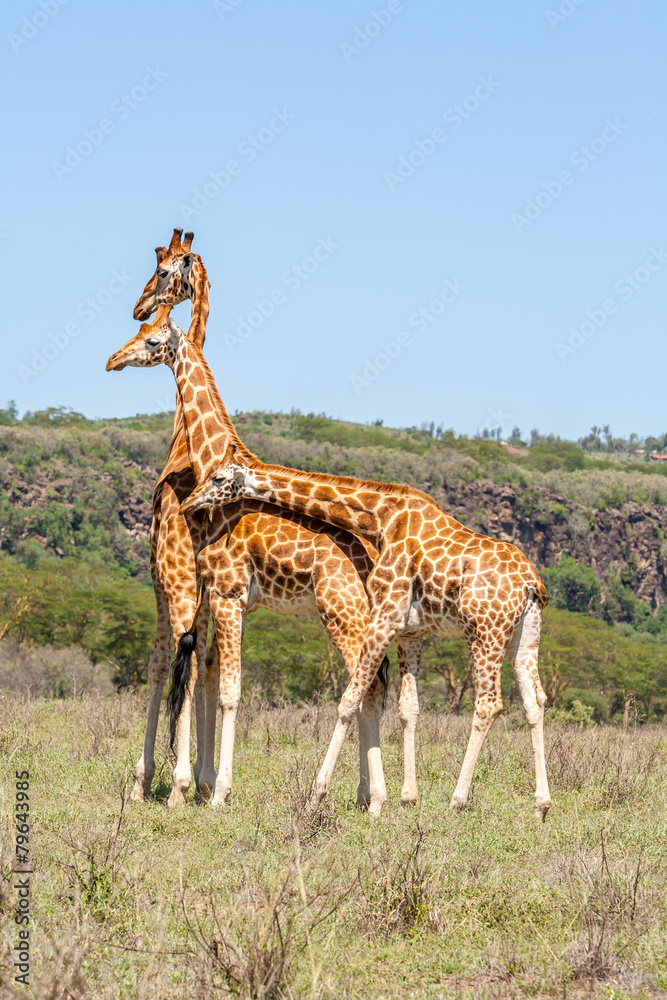 Obraz premium three giraffes herd in savannah