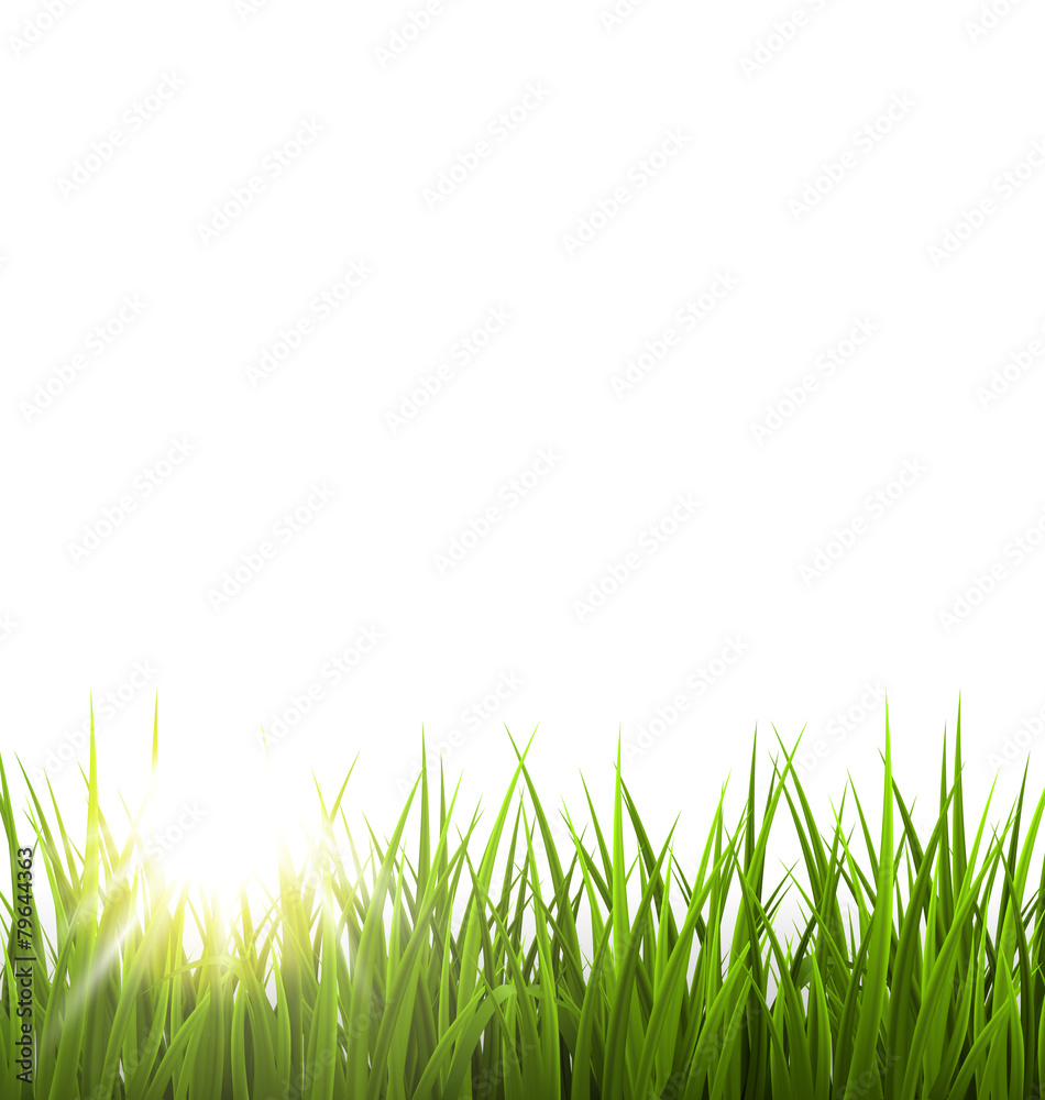 Green grass lawn with sunrise on white. Floral nature spring bac Green grass lawn with sunrise on white. Floral nature spring bac