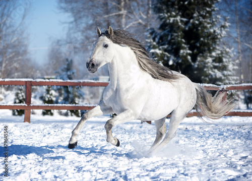 White andalusian horse in paddock
