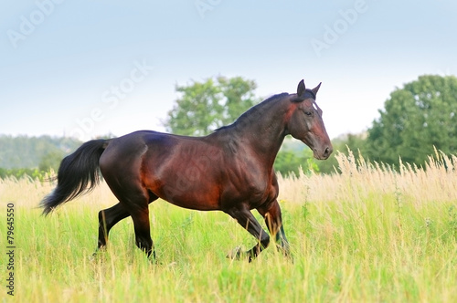 red bay american trotter in action