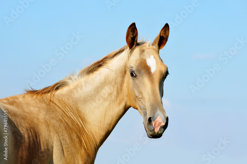 The portrait of cute little akhal-teke foal