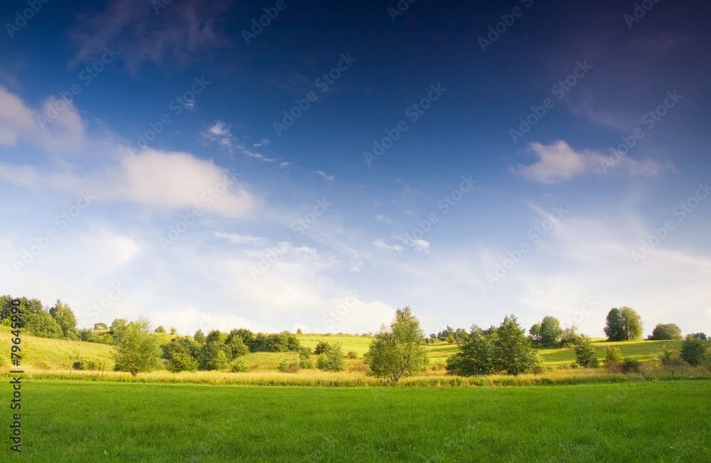 Meadow with bush under blue sky Meadow with bush under blue sky