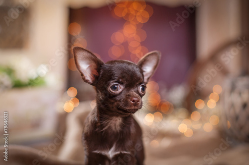 Chihuahua puppy