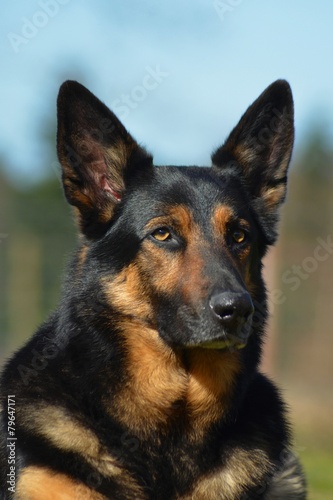 Deutscher Schäferhund Portrait © mfotohaus