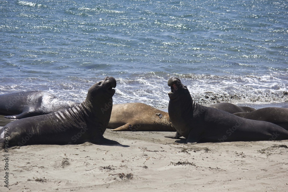 Fototapeta premium Sea Lions on the beach 