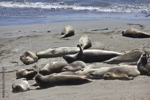 Group of sea Lions on the beach 