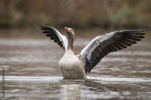 Fotografie, Tablou Greylag goose