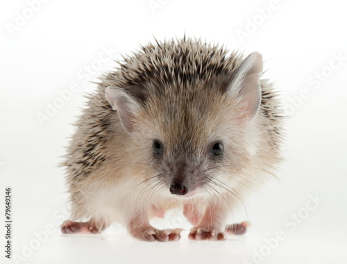 Photo hedgehog in studio.