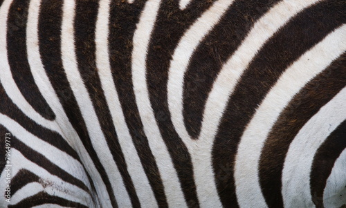 Fragment of zebra skin. Close-up.