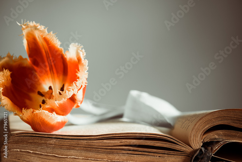 Fototapeta Naklejka Na Ścianę i Meble -  tulip on vintage book