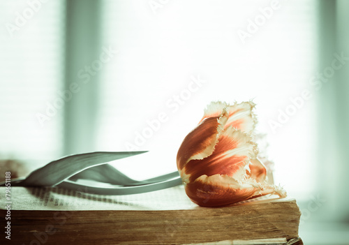 Fototapeta Naklejka Na Ścianę i Meble -  spring tulip on vintage page
