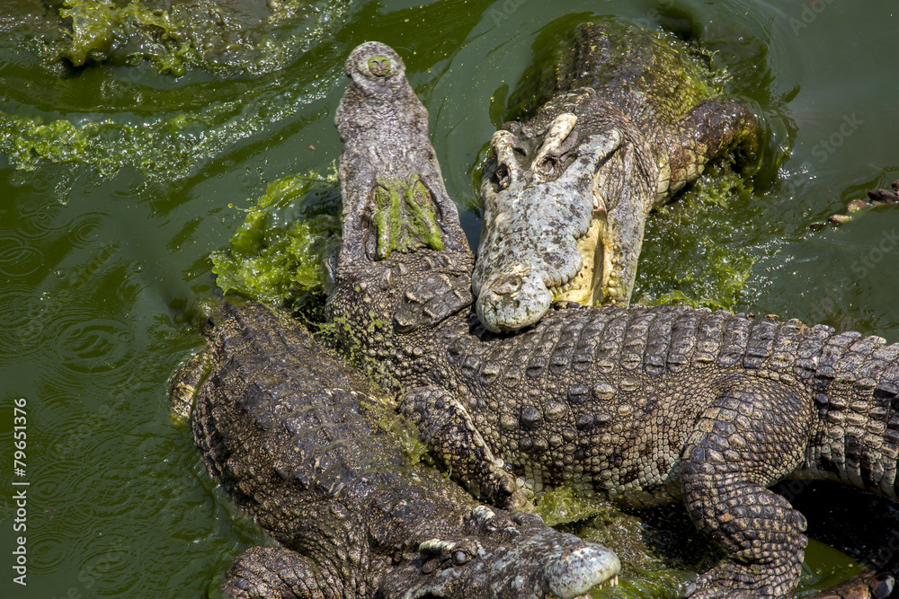 Obraz premium Krokodilkampf