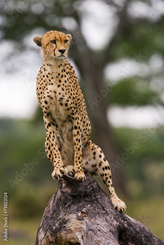 Cheetah on the tree.