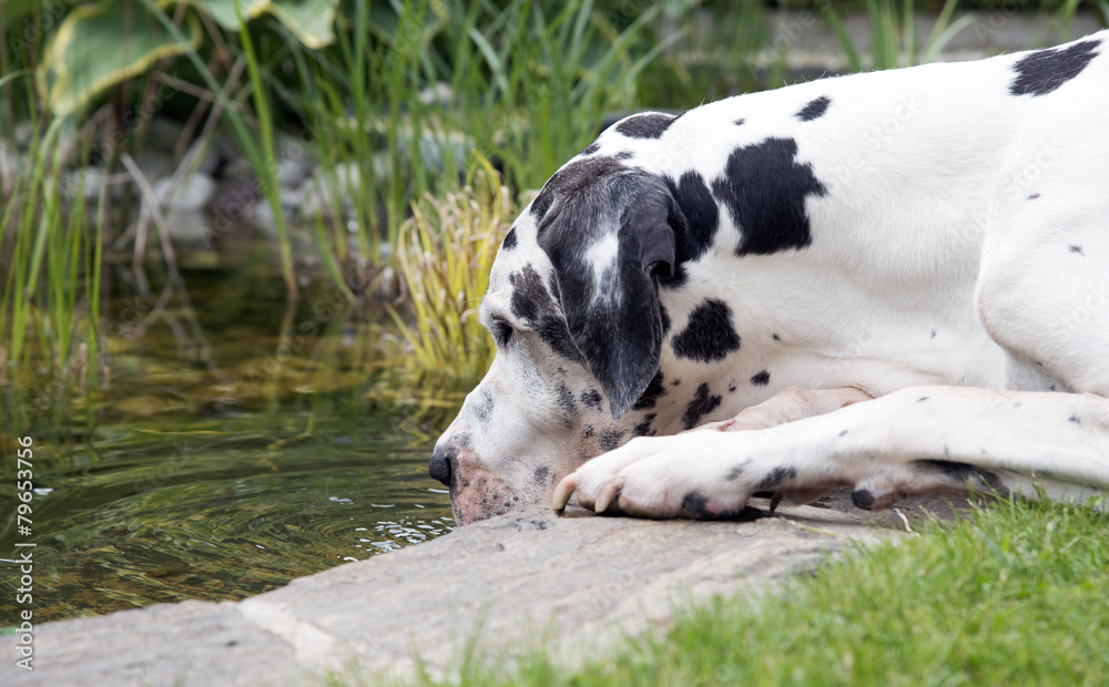 Ältere Deutsche Dogge trinkt aus Teich