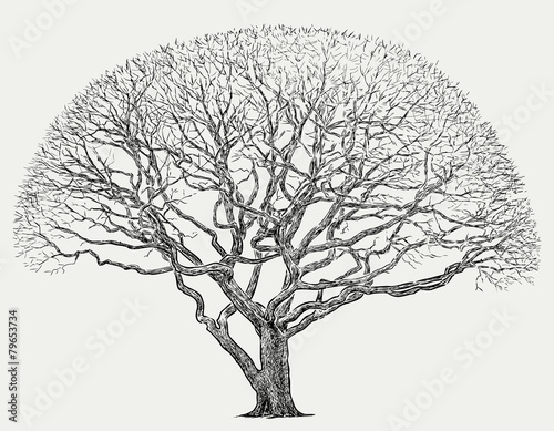 silhouette of a big tree