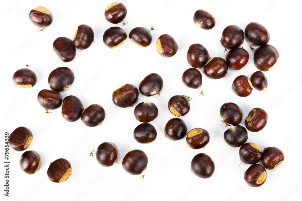 Maronen liegen Maronen liegen