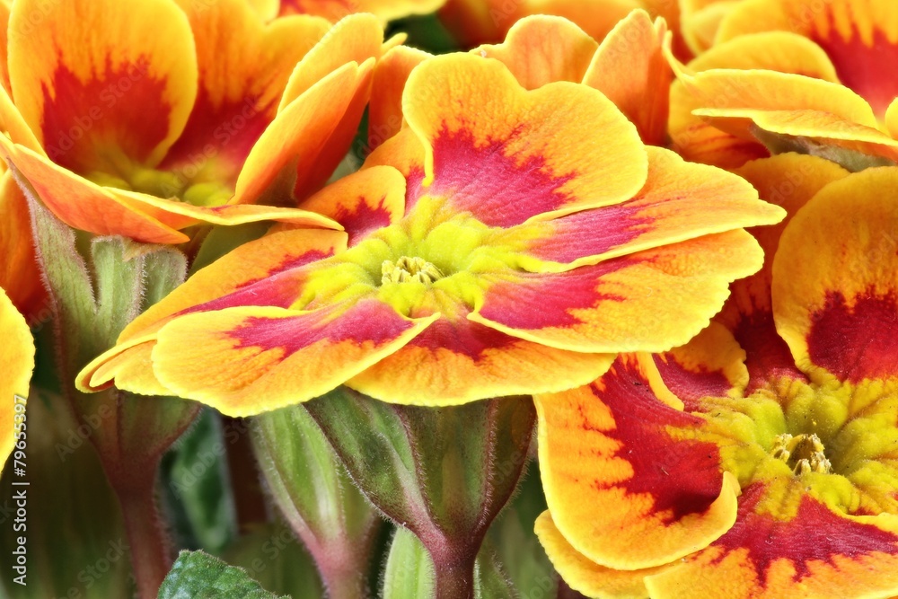 Obraz premium blühende Frühlingsprimel